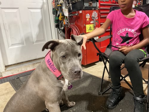 Customer photo review of Personalized Bully Proof Collar