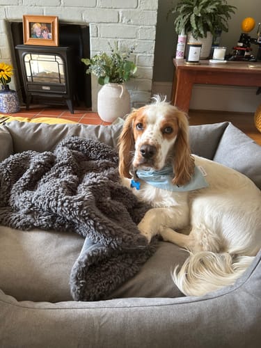 Customer photo review of The Slumber Tray Bed - Oxford Grey