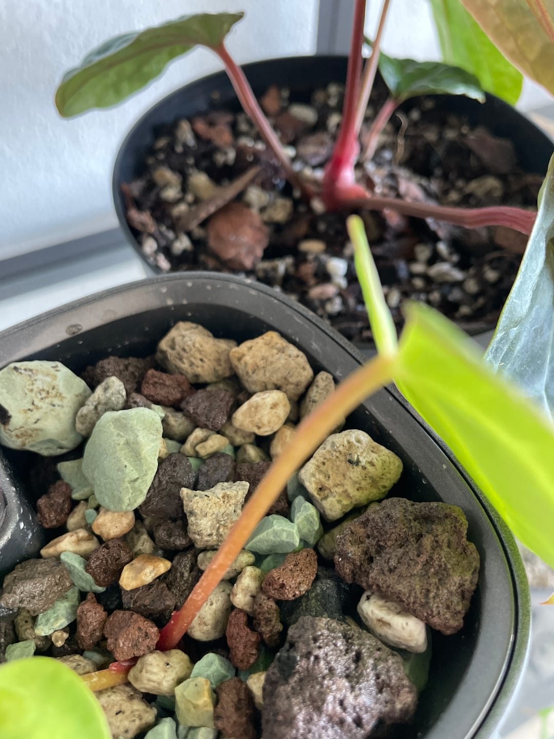 Customer photo review of Muddis Erde - Mineralisches Substrat