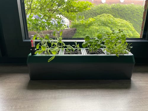 Customer photo review of Kräuterbeet "PROVENCE" für die Fensterbank mit 4 herausnehmbaren Töpfen