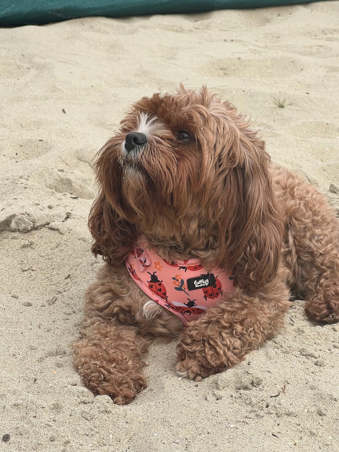 Customer photo review of Adjustable Dog Harness - Snug As A Lady Bug
