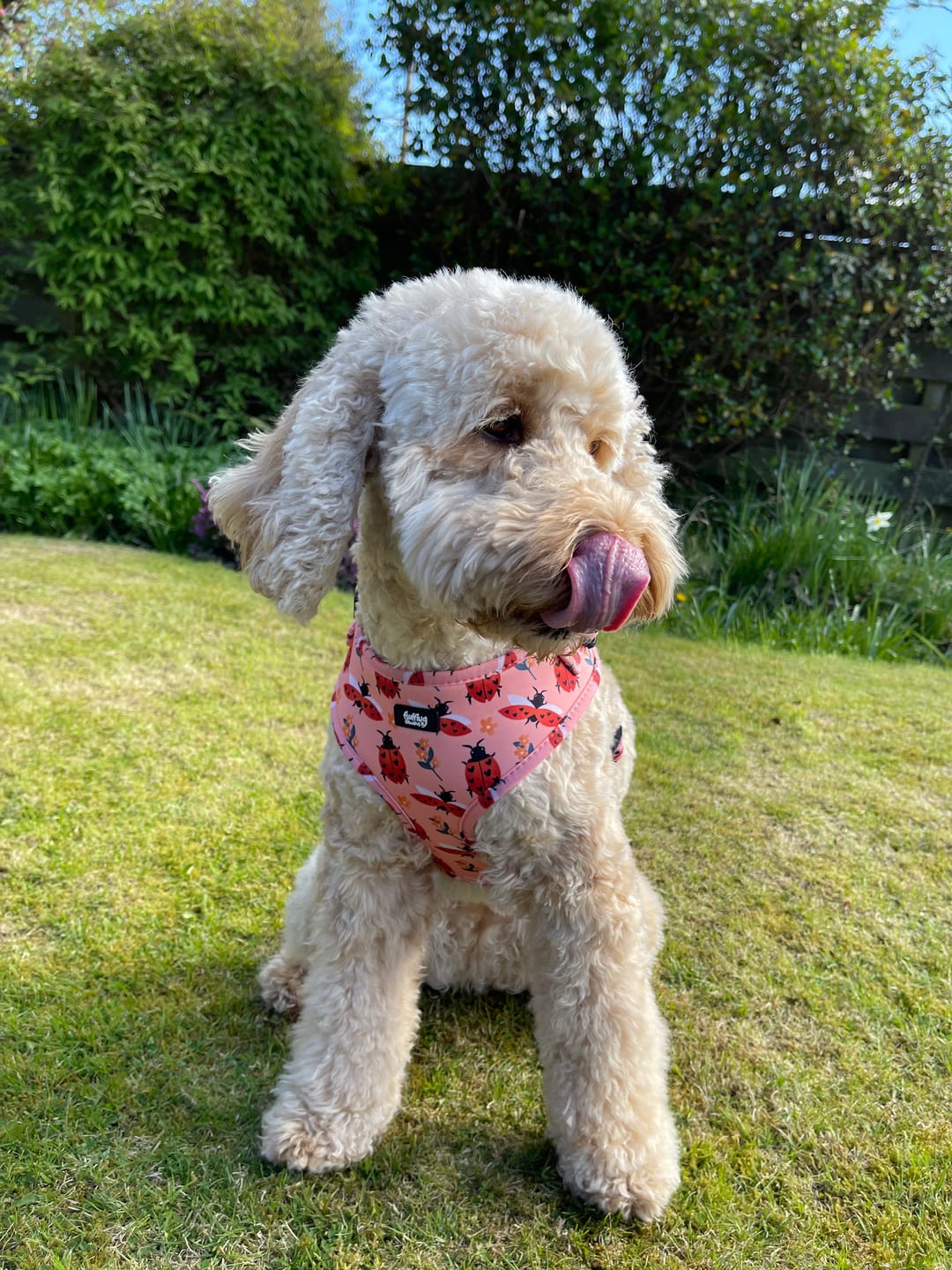 Customer photo review of Adjustable Dog Harness - Snug As A Lady Bug