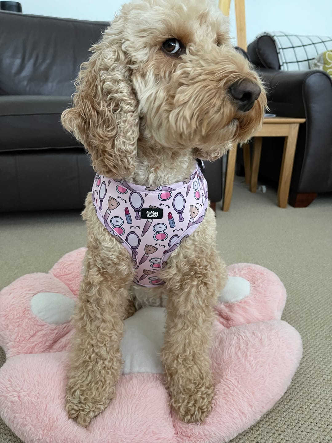 Customer photo review of Adjustable Dog Harness - Pink To Make The Boys Wink