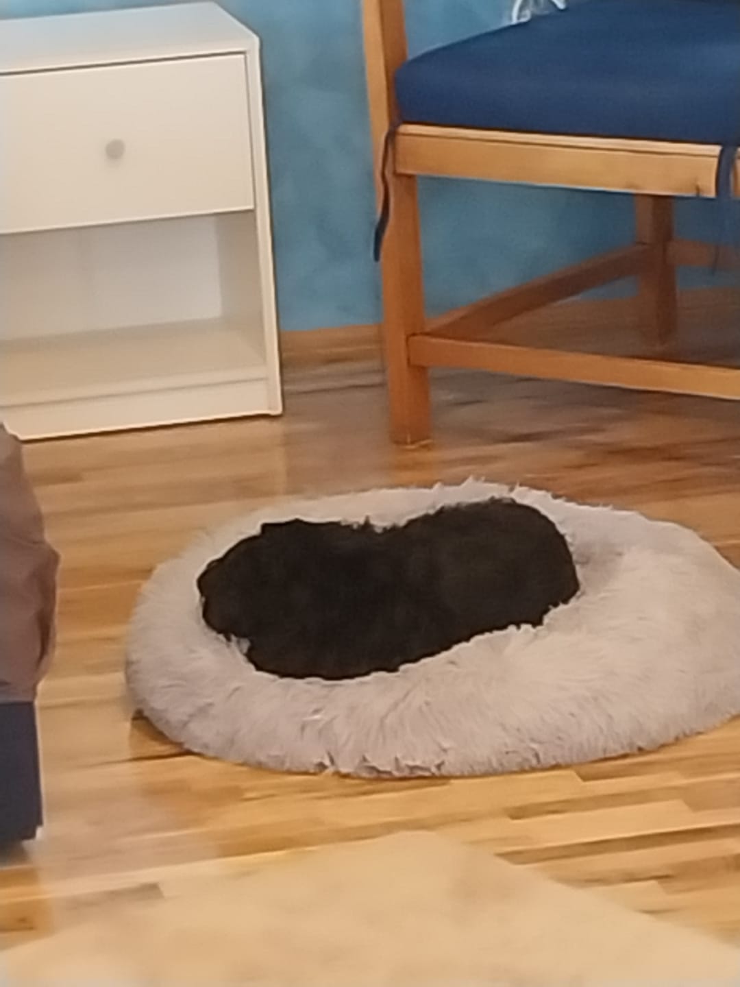 Customer photo review of Umirujući Krevet za Pse