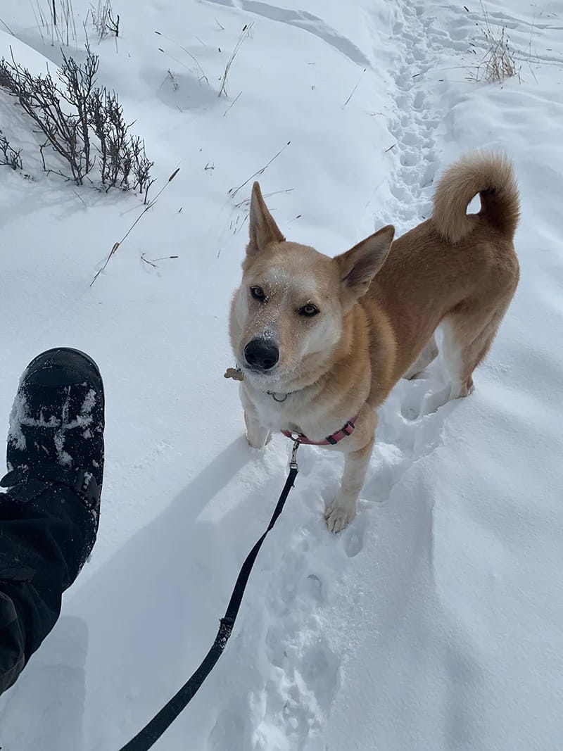 Customer photo review of Adventurer Hi Overshoes