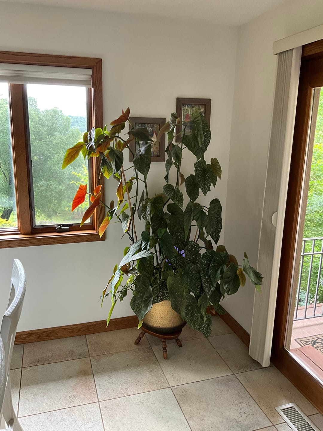 Customer photo review of Houseplant Top 40 Guide + Playlist