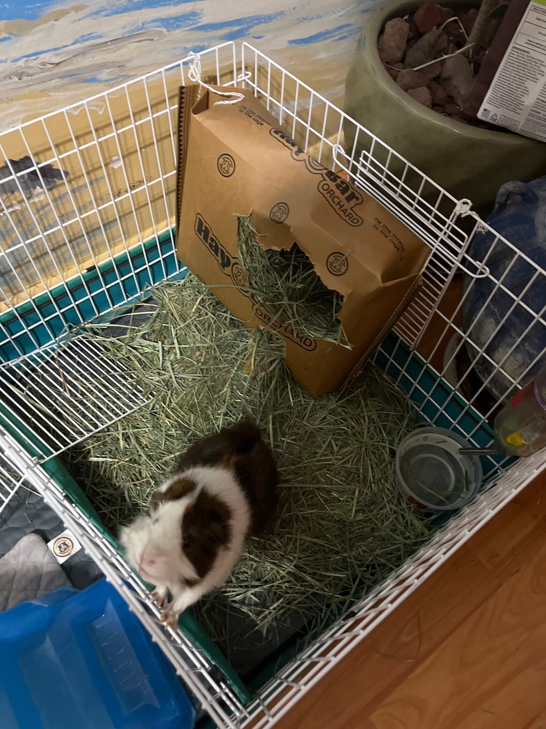 Customer photo review of Orchard Hay Bar for Guinea Pigs (5 Pack)