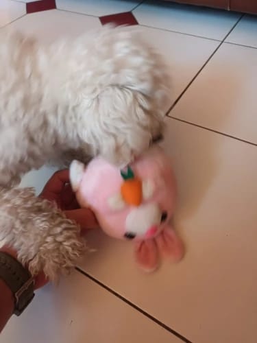 Customer photo review of Bouncing Piggy™ - Interactive Dog Toy