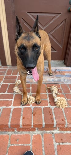 Customer photo review of FIDA Dog Rope Toys
