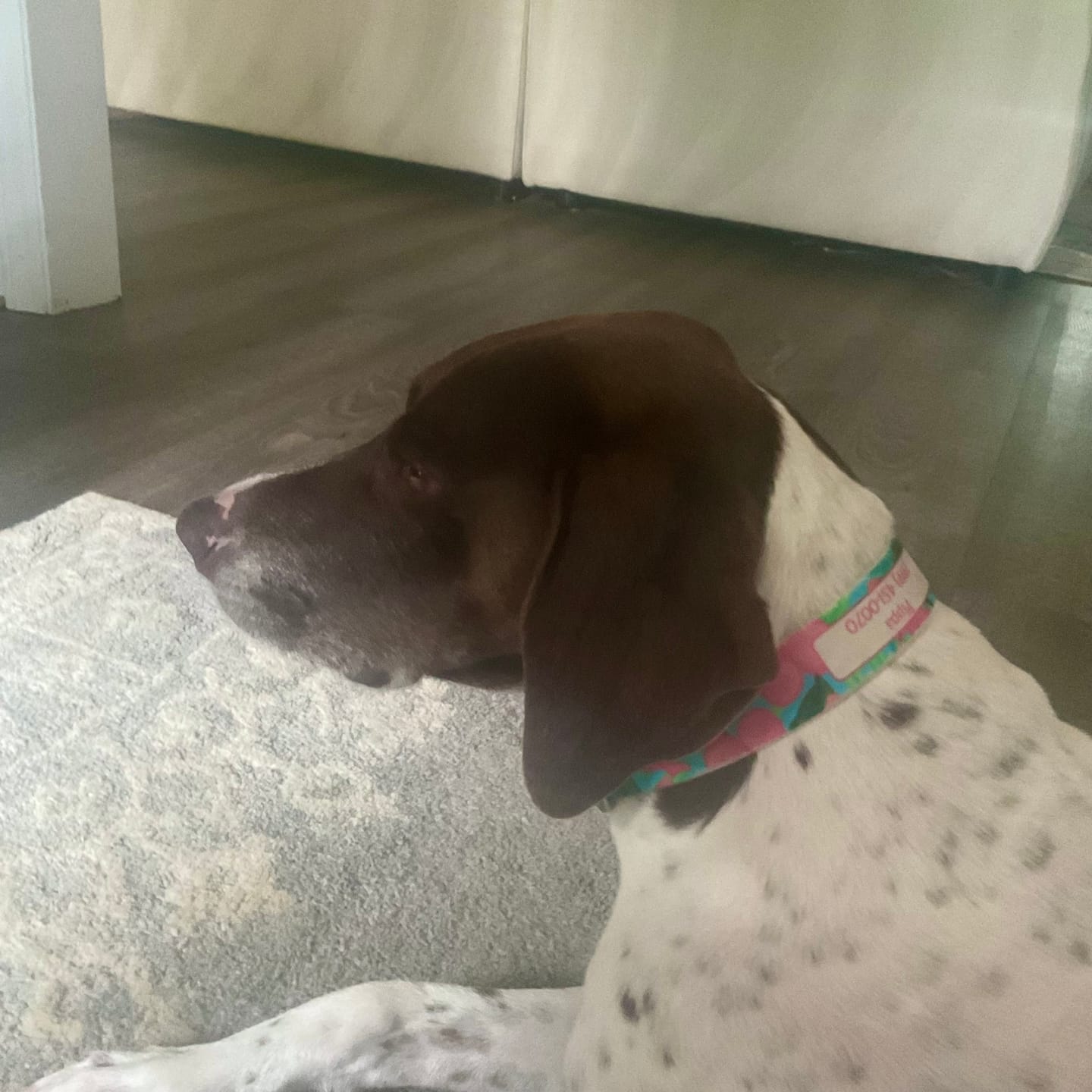 Customer photo review of Aloha Dog Collar
