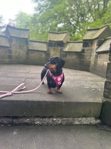 Customer photo review of Tough Trails™ Harness - Walkies Ready® Raspberry Pink