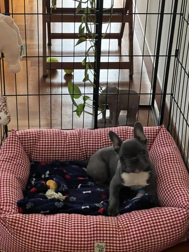 Customer photo review of Divanetto Cotone Vichy Rosso