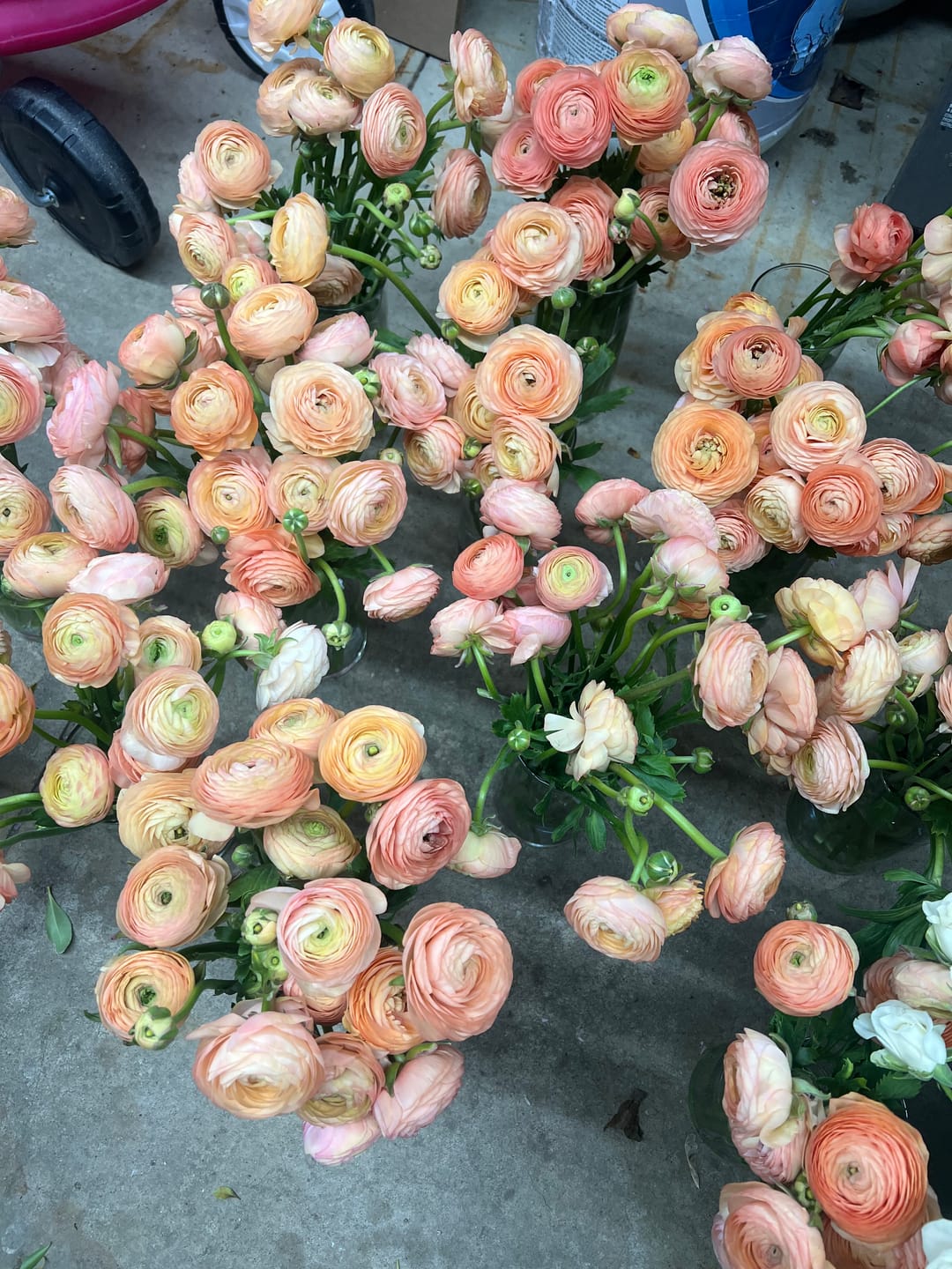 Customer photo review of Coral Peach Ranunculus