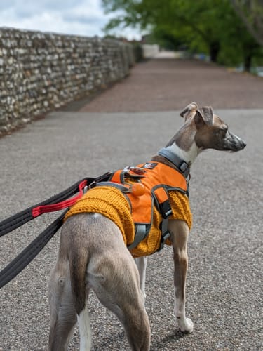 Customer photo review of Sighthound Escape Proof Harness
