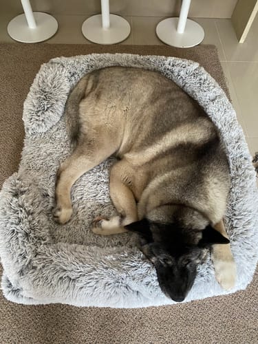 Customer photo review of PaWz Premium Pet Orthopaedic Bed
