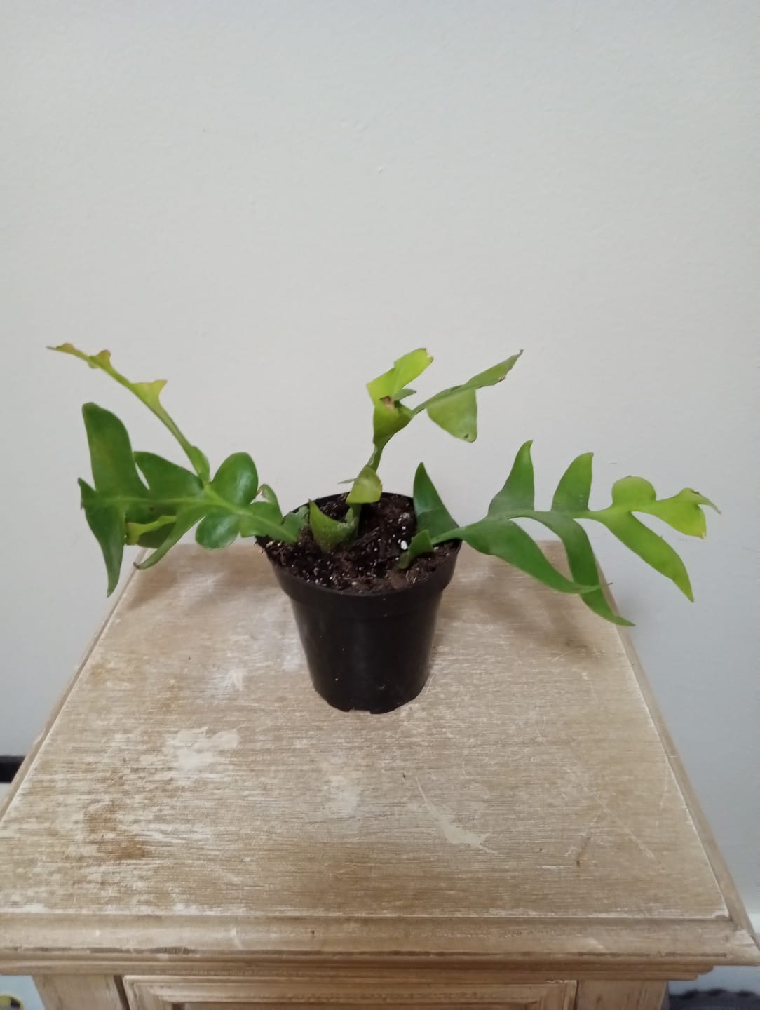 Customer photo review of Cactus Selenicereus chrysocardium "Sharktooth"