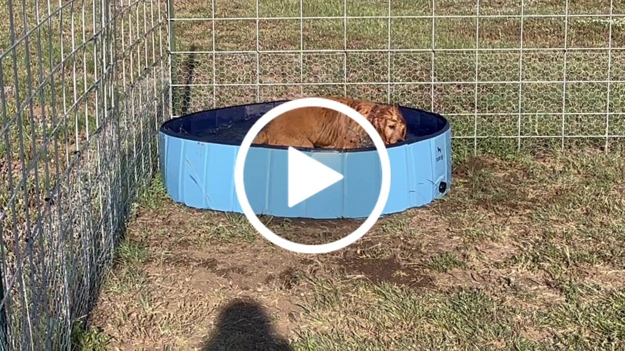Customer video review of NEW Pop-Up Foldable Outdoor Dog Bath & Swimming Pool With Side Drain (+FREE POOL COVER!)