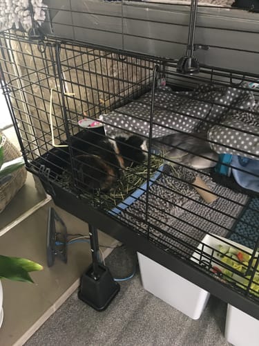 Customer photo review of Timothy Hay Box 'Blend'