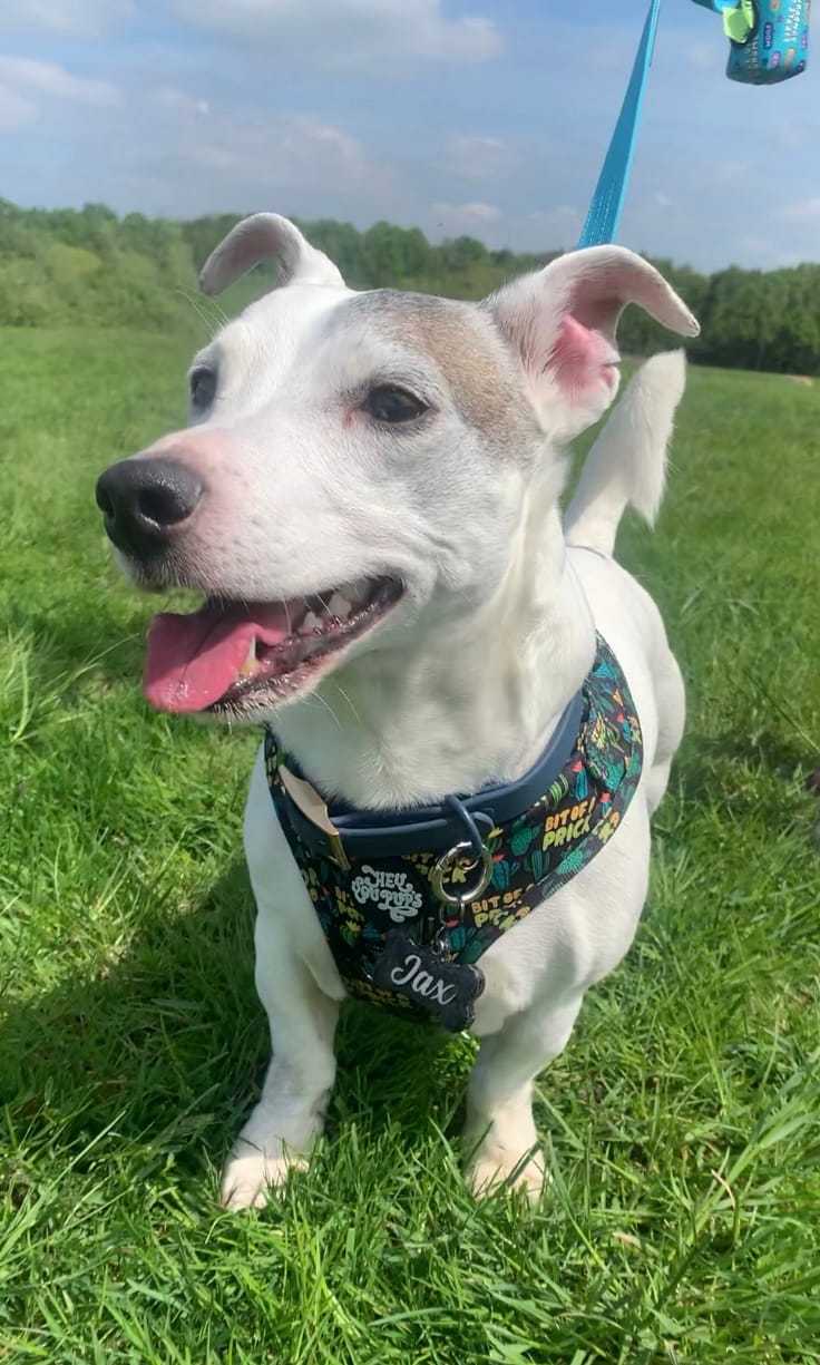 Customer photo review of Bit of a prick harness