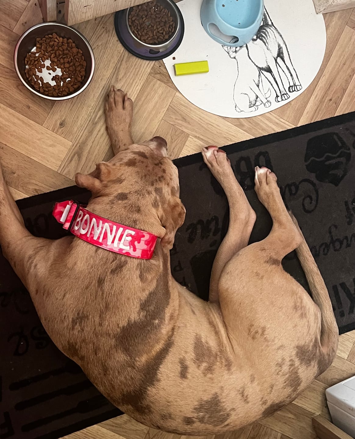 Customer photo review of 5cm Combat® Collar | With Handle & Rated Clip - Bubblegum v2.0
