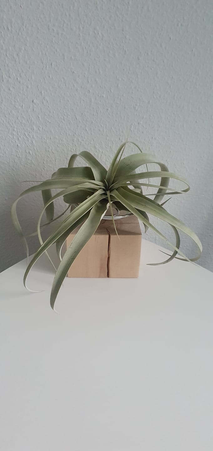 Customer photo review of Tilly Xylo - Gigant