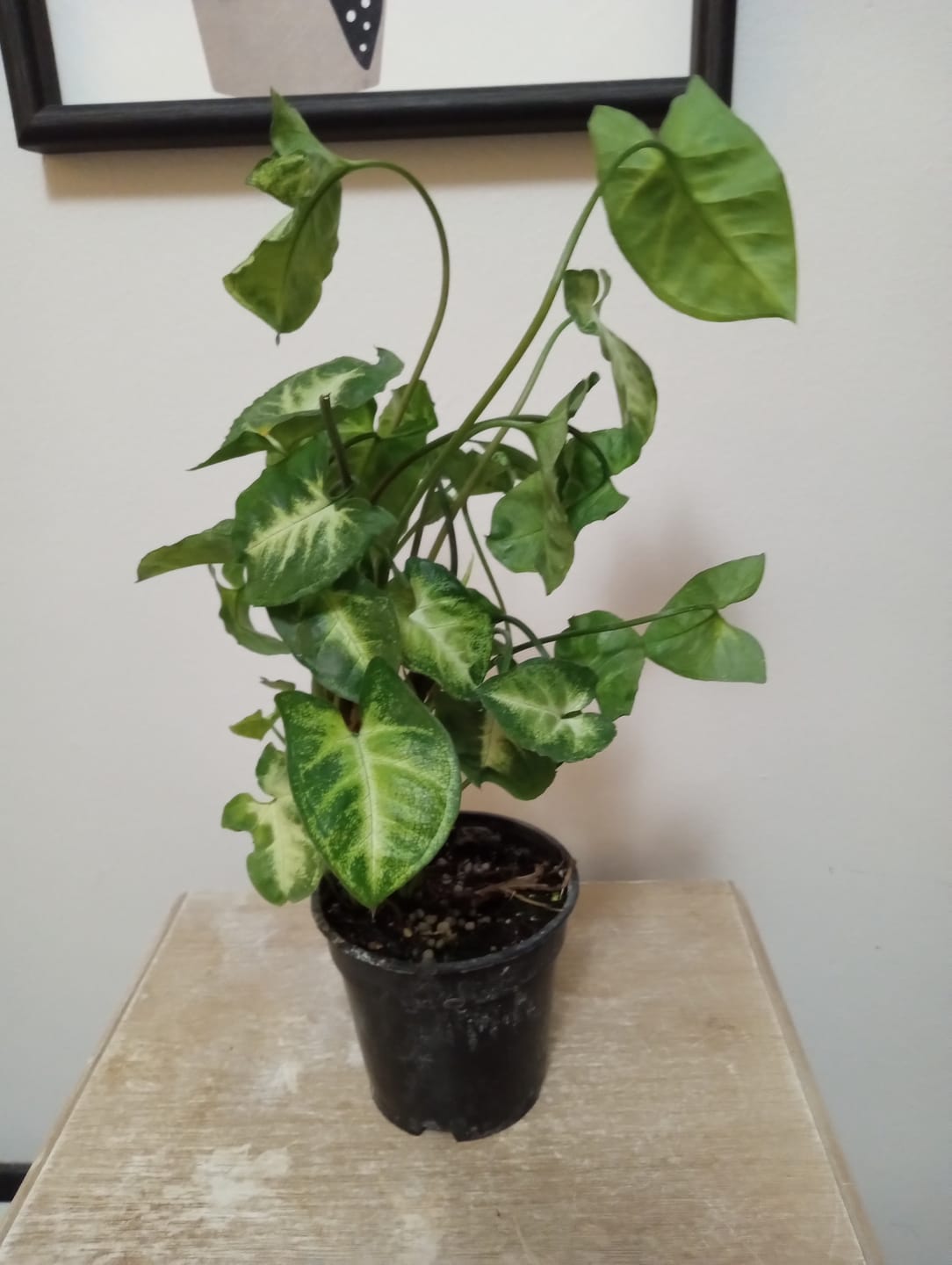 Customer photo review of Syngonium podophyllum 'Pixie'