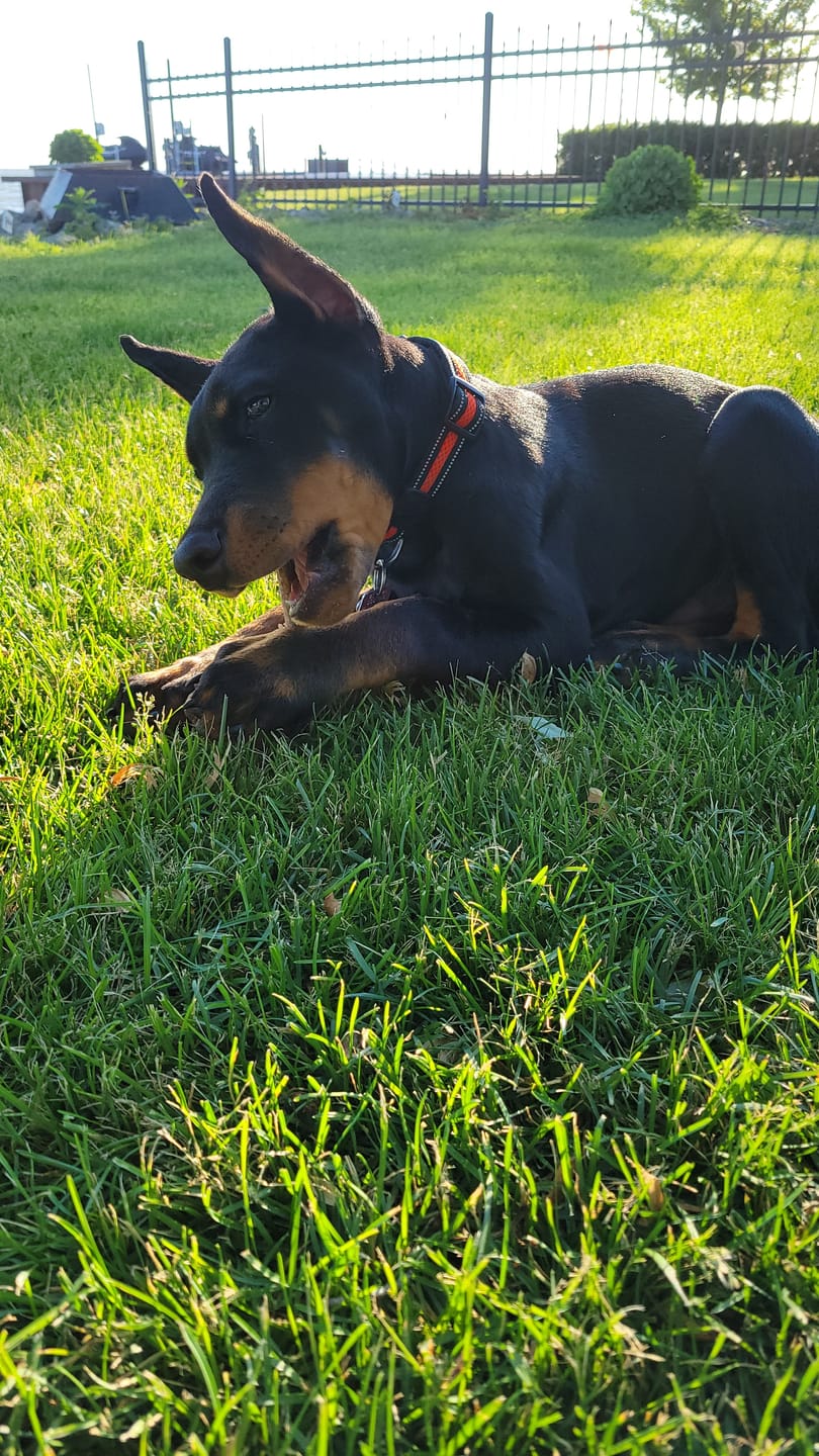 Customer photo review of 12 Inch Braided Jerky Stick