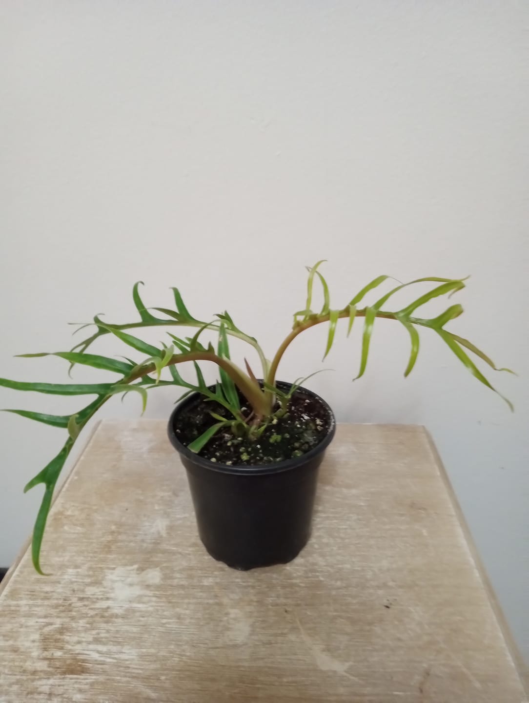Customer photo review of Philodendron tortum