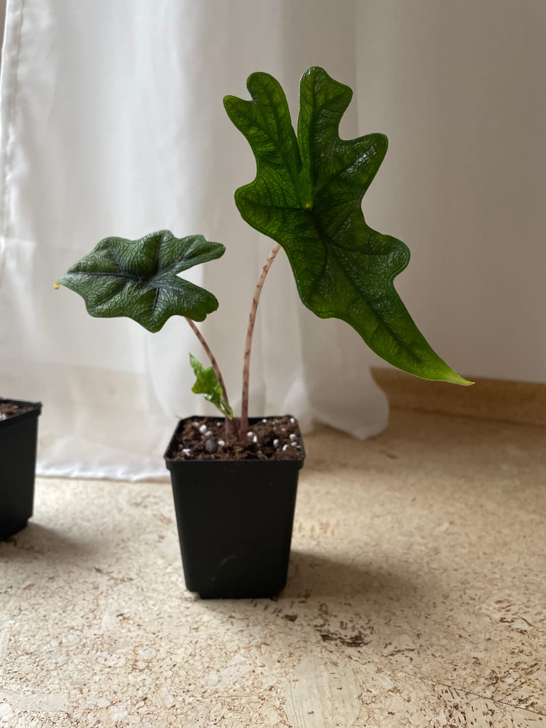 Customer photo review of ALOCASIA JACKLYN
