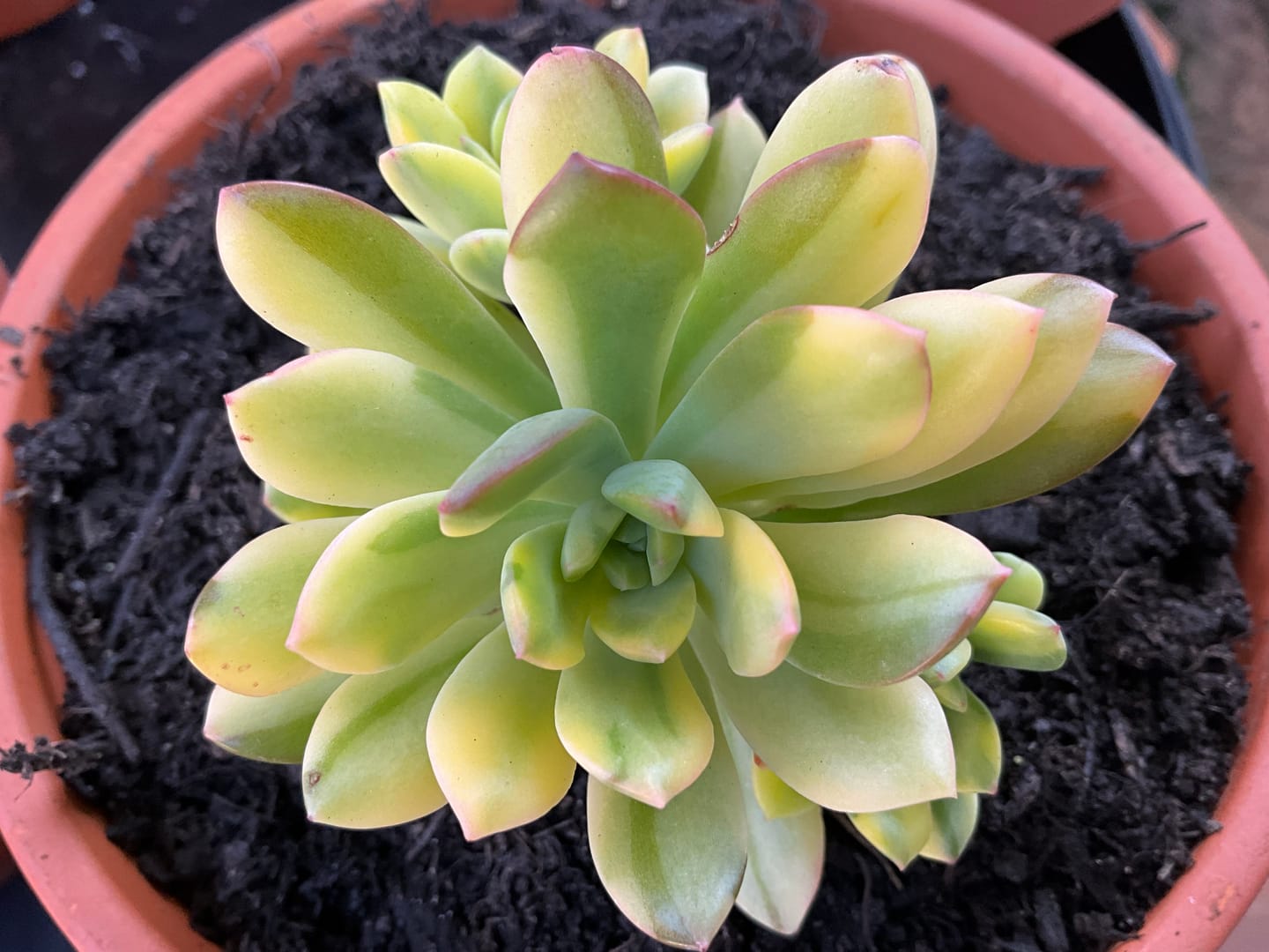 Customer photo review of Echeveria Mini Bell Albo Variegata