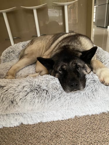 Customer photo review of PaWz Premium Pet Orthopaedic Bed