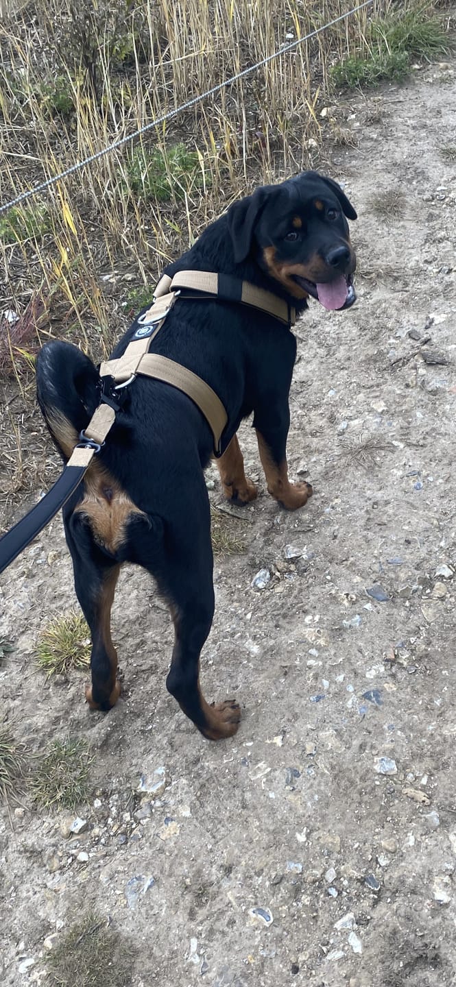 Customer photo review of TRI-Harness® | Anti-Pull, Adjustable & Durable - Dog Trainers Choice - Military Tan v2.0