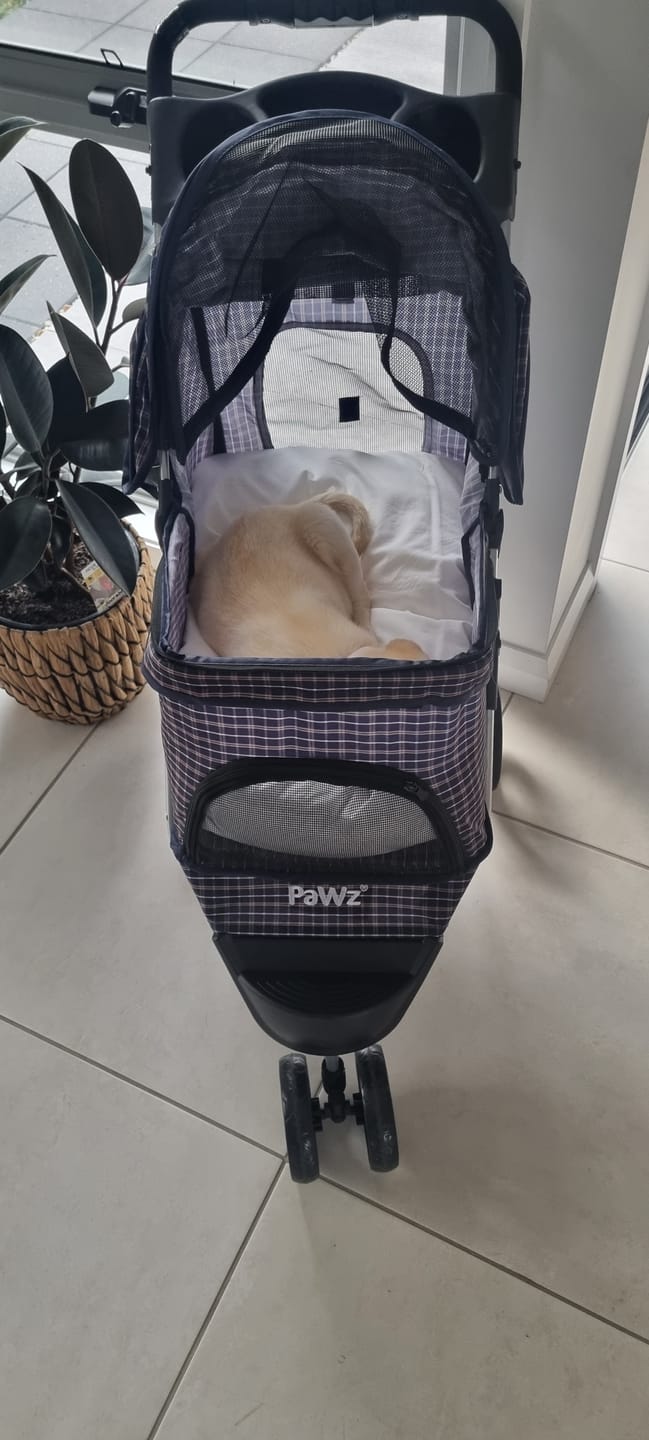 Customer photo review of PaWz Large Dog Stroller - 3 Wheels