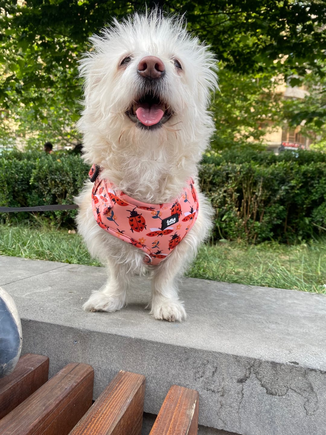 Customer photo review of Adjustable Dog Harness - Snug As A Lady Bug
