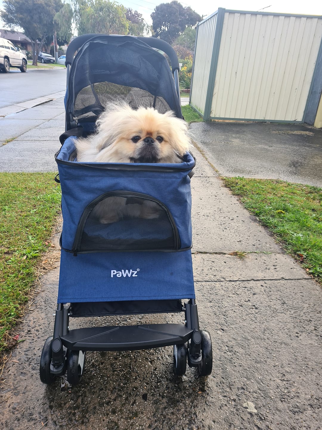 Customer photo review of PaWz Large Dog Stroller Cruiser