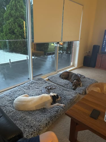 Customer photo review of PaWz Premium SuperMat Calming Bed