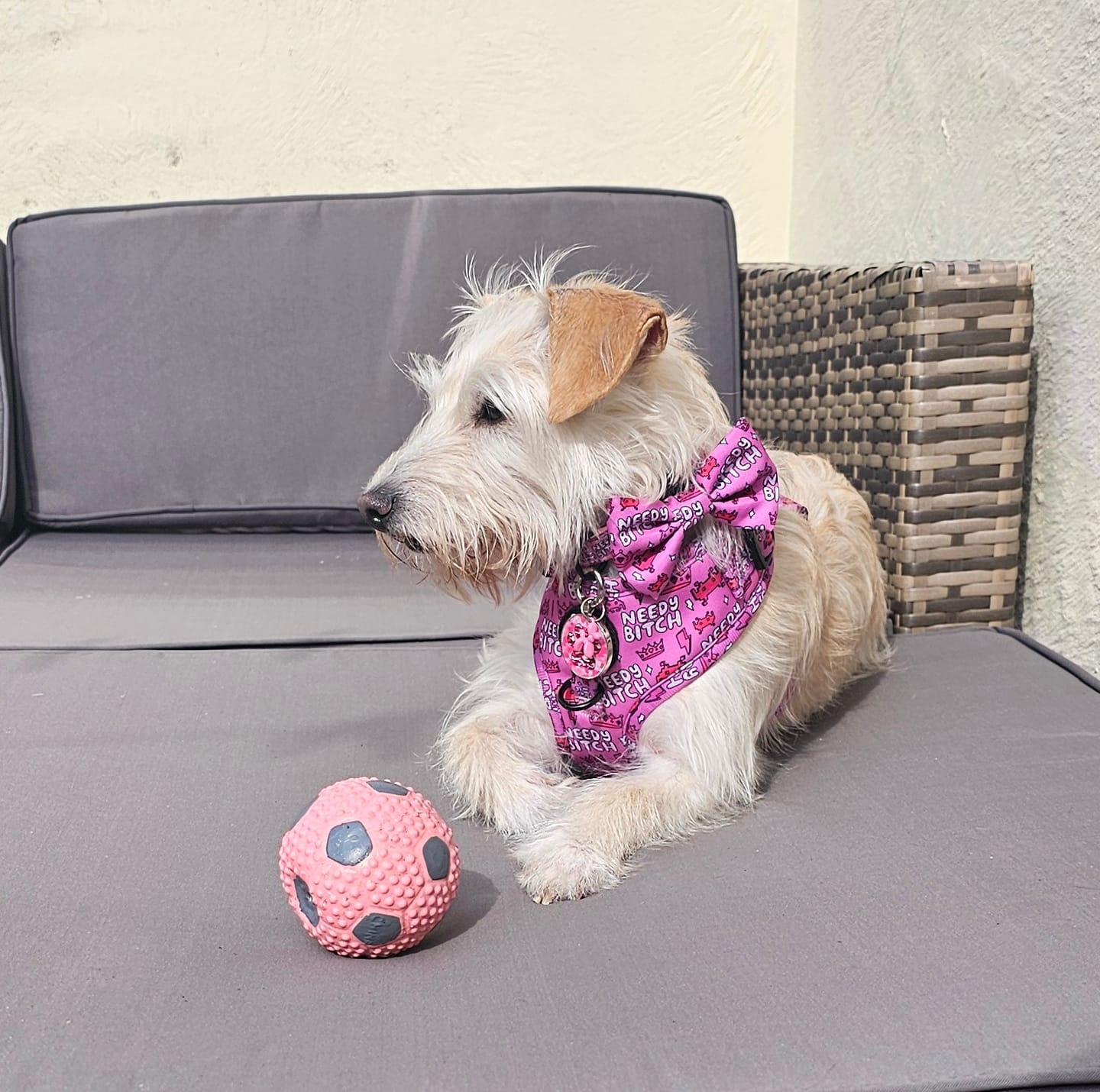 Customer photo review of Needy bitch harness