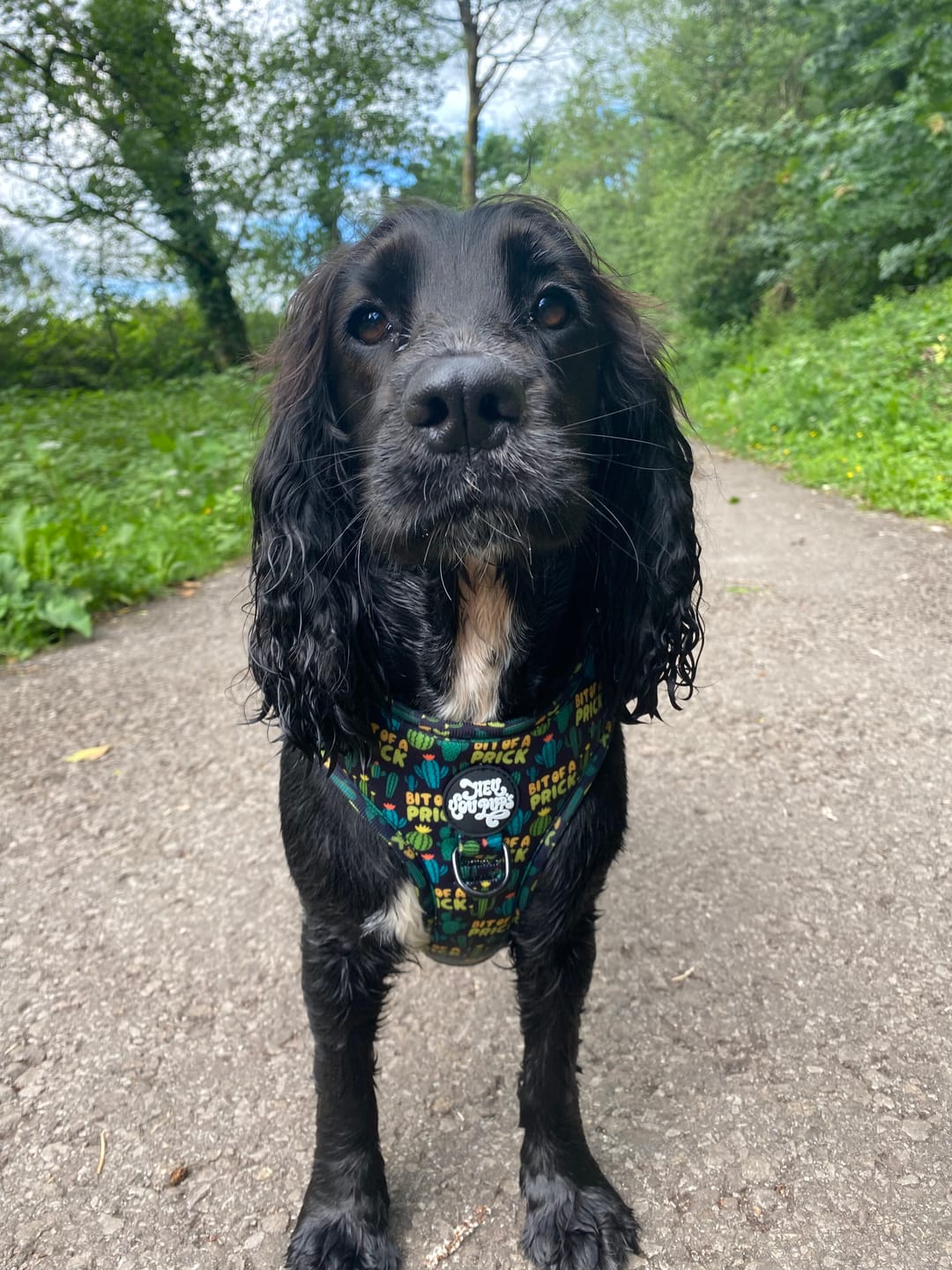 Customer photo review of Bit of a prick harness