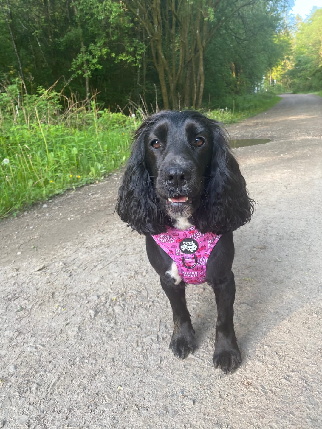 Customer photo review of Needy bitch harness