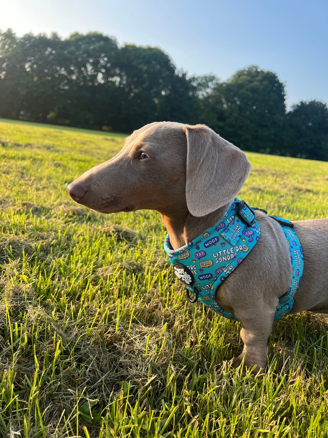 Customer photo review of Little dog syndrome harness