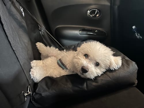 Customer photo review of Car Seat Cover