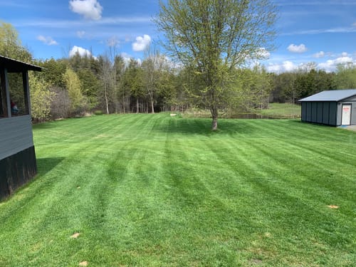 Customer photo review of Par 3 Herbicide Lawn Weed Killer 4L