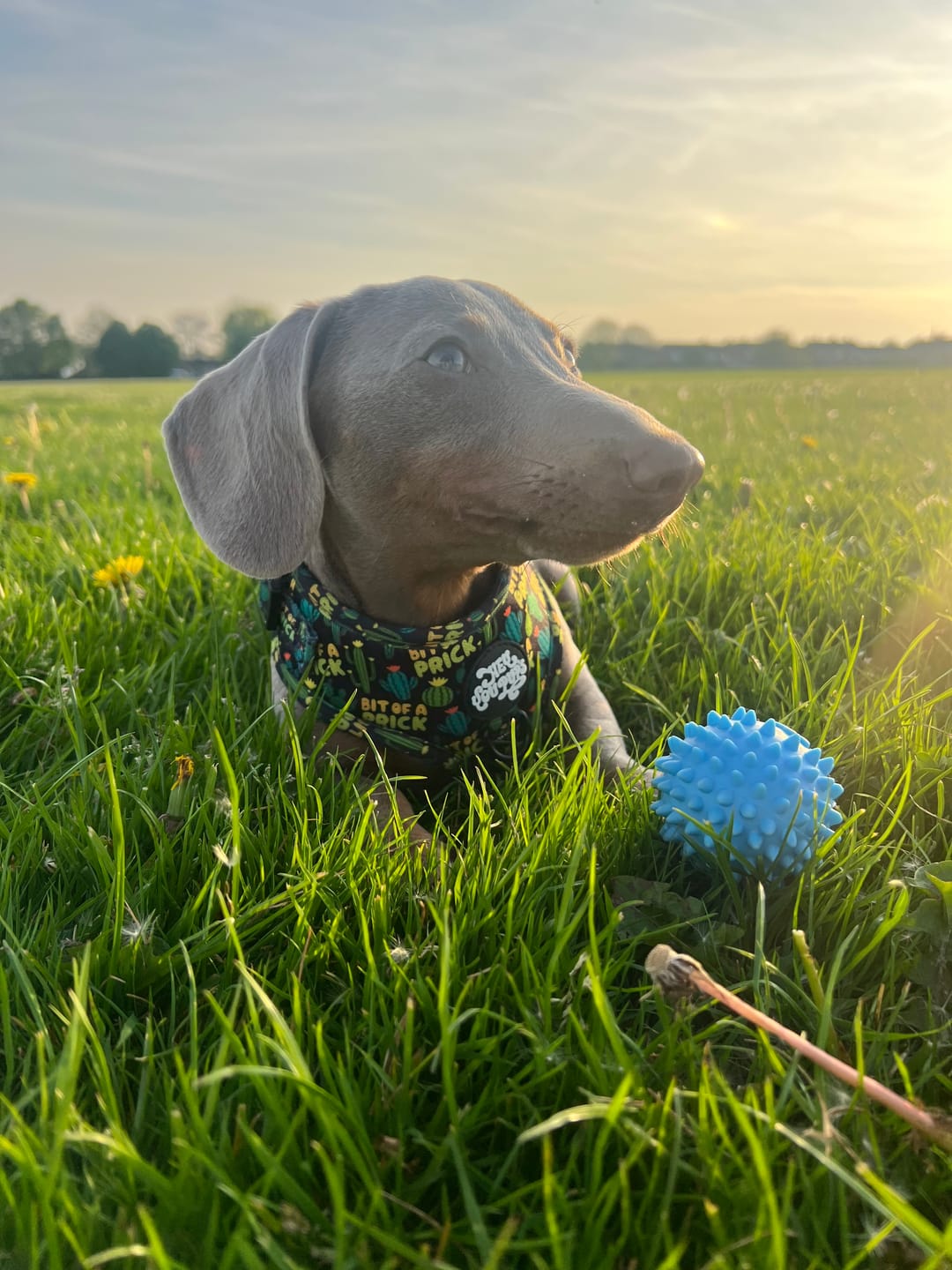 Customer photo review of Bit of a prick harness