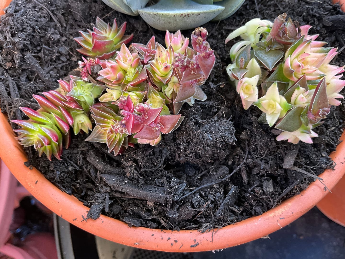 Customer photo review of Crassula capitella ssp thyrsiflora variegated