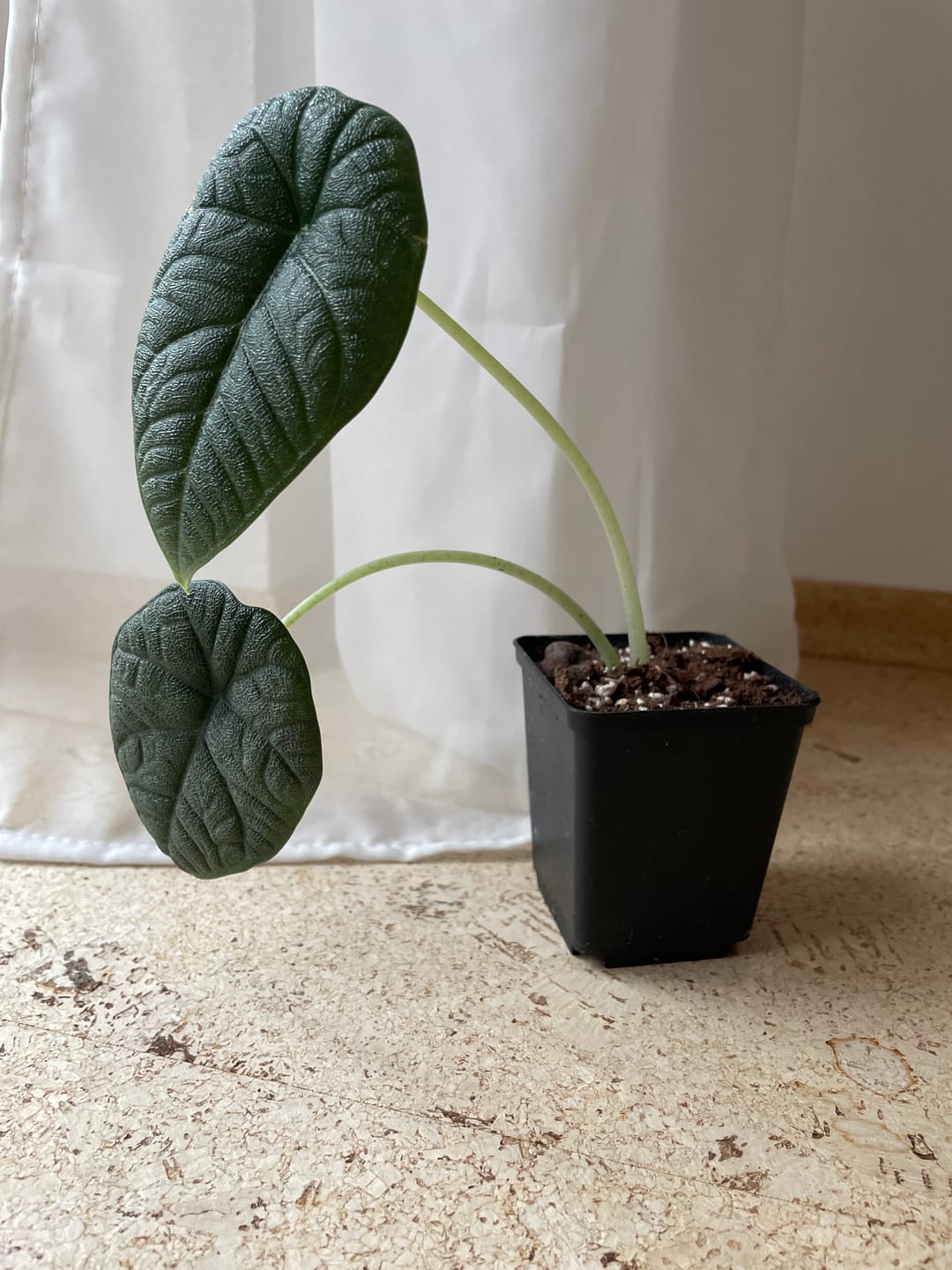 Customer photo review of ALOCASIA MELO
