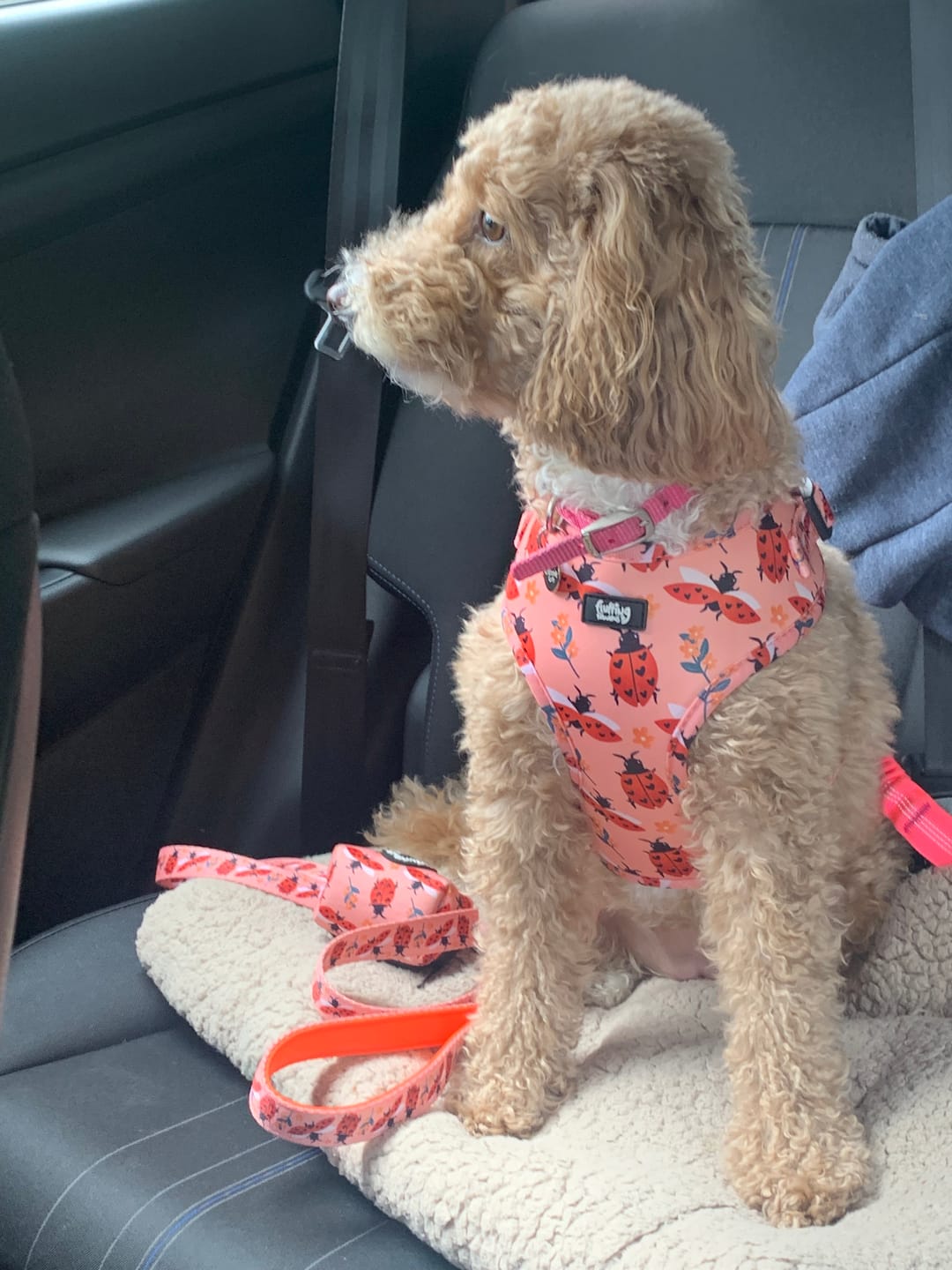 Customer photo review of Adjustable Dog Harness - Snug As A Lady Bug