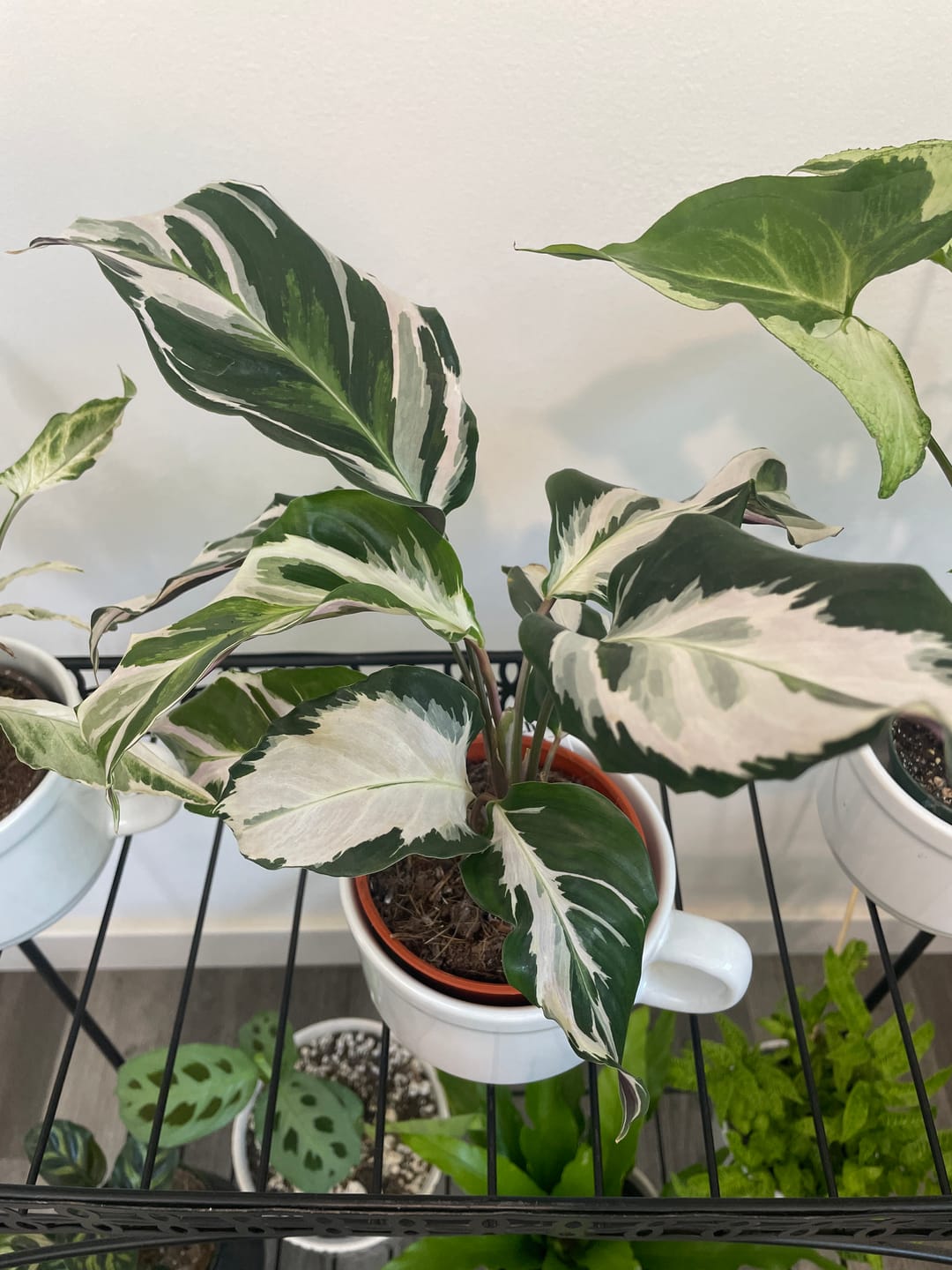 Customer photo review of Calathea 'Stella'