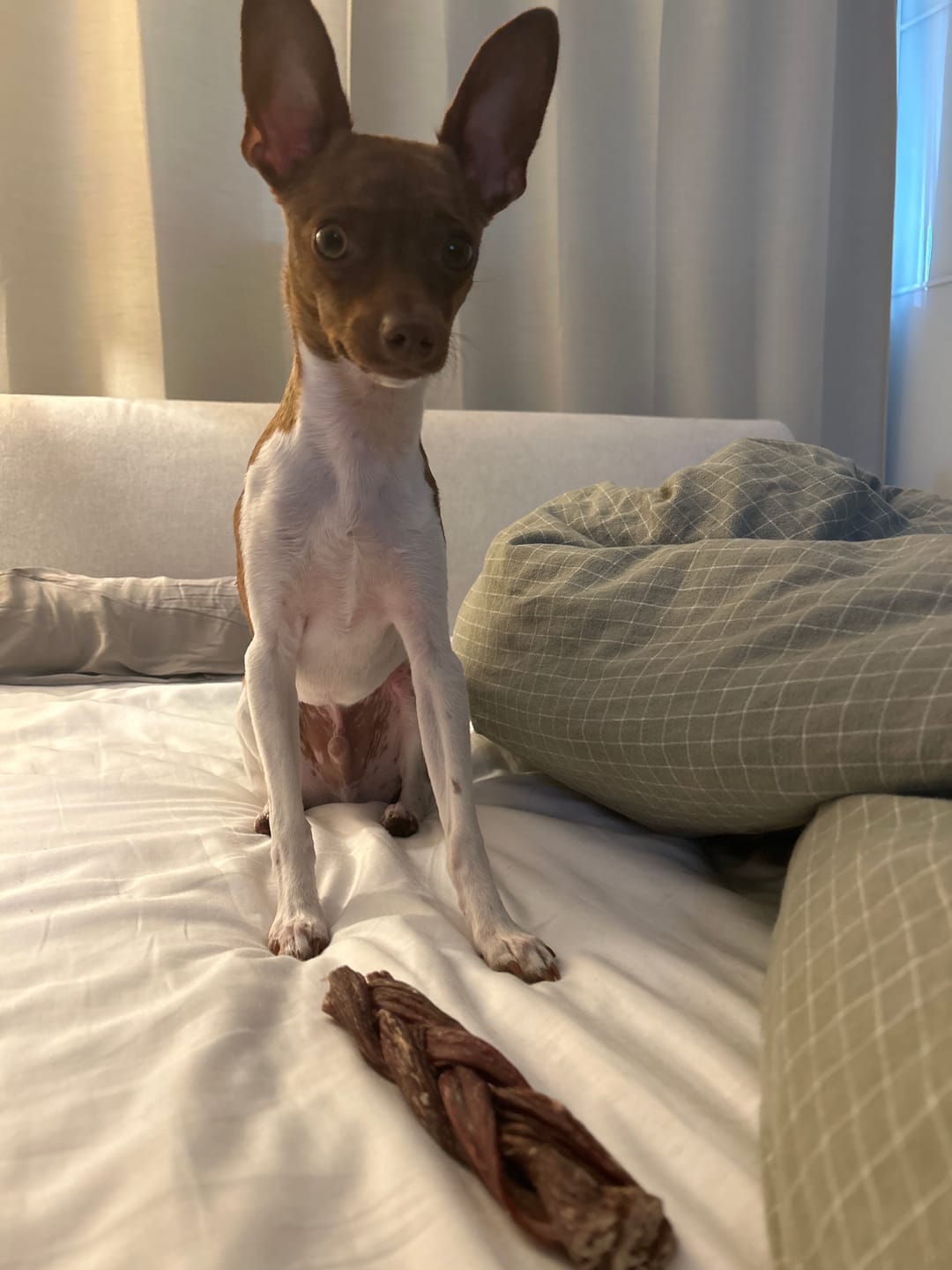 Customer photo review of 6 Inch Braided Jerky Stick