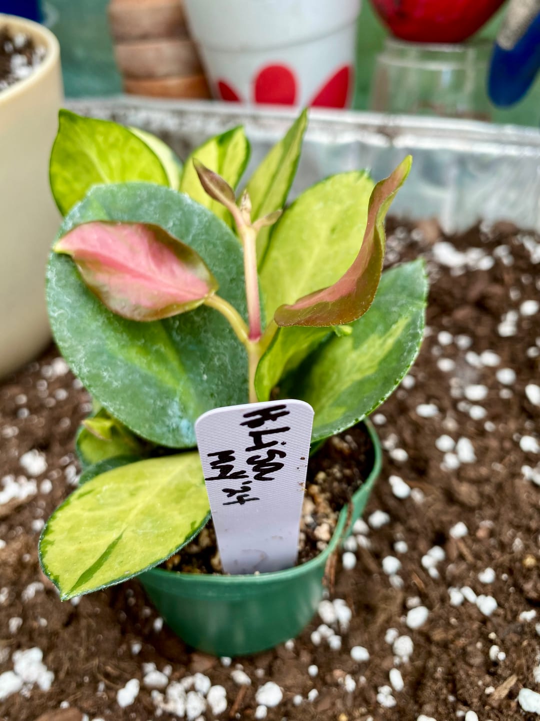 Customer photo review of Hoya australis 'Lisa'