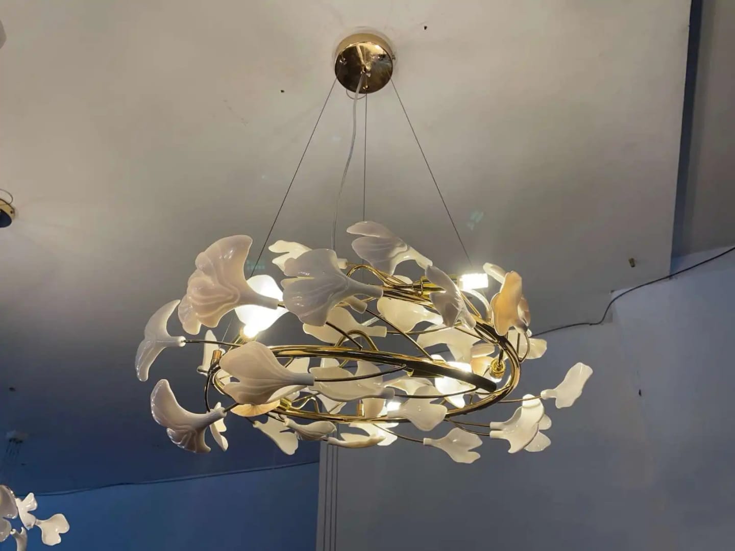 Customer photo review of GINGKO